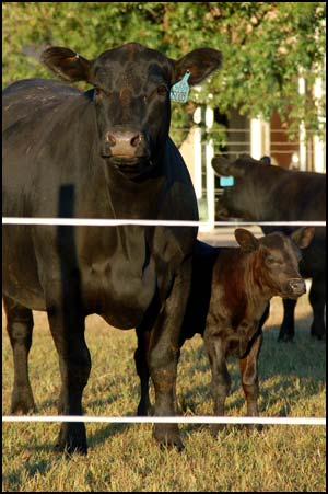 OSU cattle