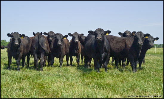 Group of yearling bulls