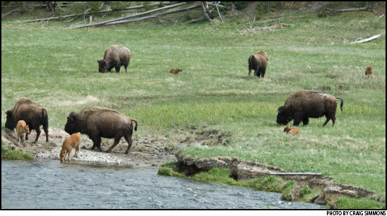 Buffalo at Yellowstone National Park