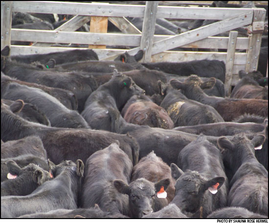 Cattle in stockyards