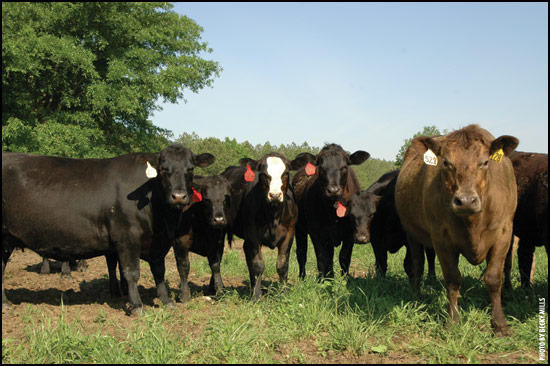 Donny Stephens is striving for quality cattle that will tope the feeder-cattle or finished market.