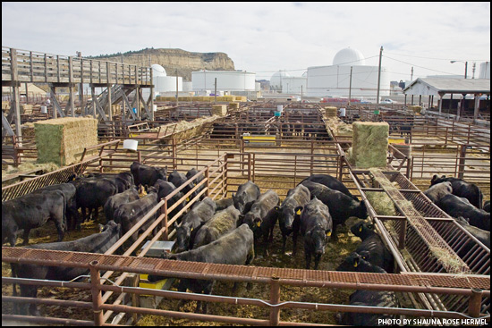 Cattle in stockyards