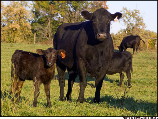 cow-calf pair