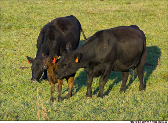 cow/calf pair