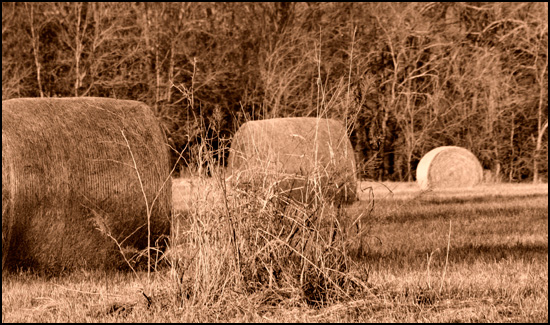 hay in the field