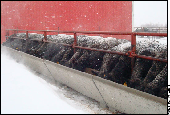 Cattle at feed trough during storm