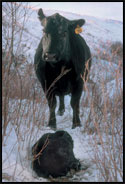 Cow with calf in snow