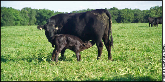 Cow with recent calf