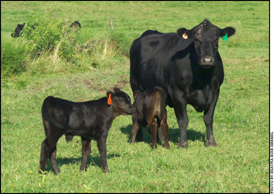 Cow-calf