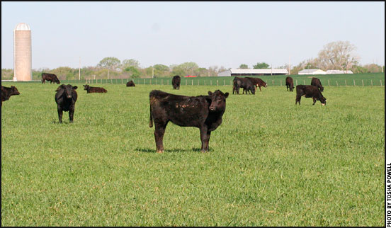 calves on grass