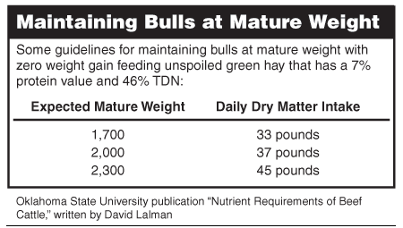 Maintaining bull weight