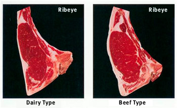 beef vs. dairy ribeye