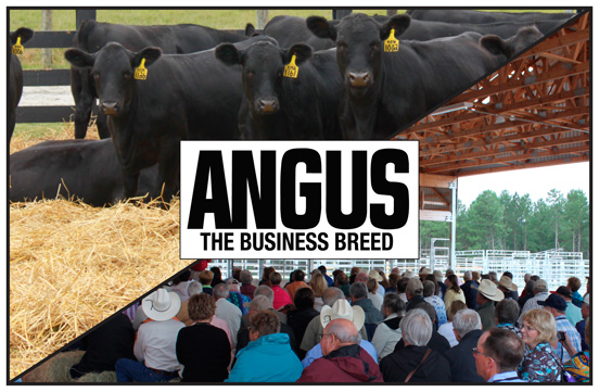 Angus - The Business Breed