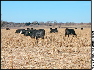 Cattle on cornstalks