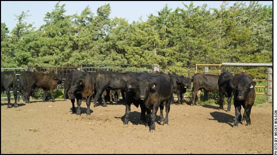 mw weaned bull calves