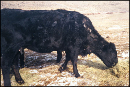 lice infest cow