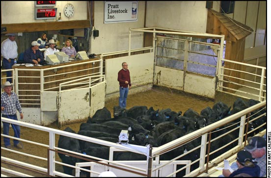 Pratt Livestock sale ring