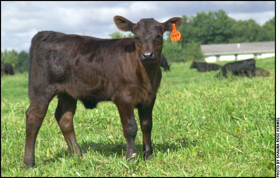 Tagged calf