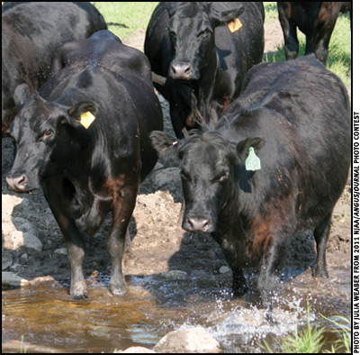 Angus cattle crossing stream