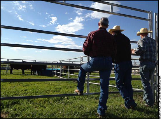 Show-Me participants evaluate a group of heifers