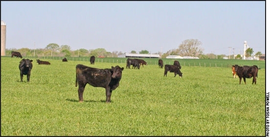Stocker heifers on winter pasture