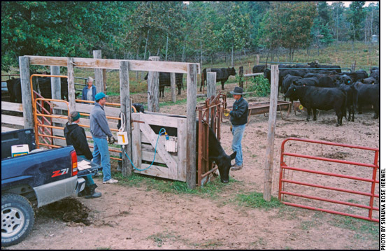 working cattle