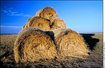0714mg-crop-hay-closeup_0.jpg