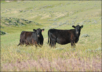 Angus cattle at Dry Fork