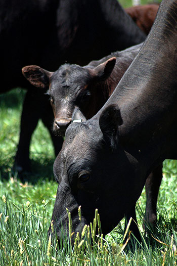 Cow/calf grazing