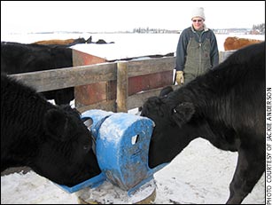 1114mg-cows-drinking-from-2-pumps.jpg