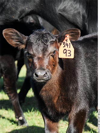 0216hn-Barthle-Angus-heifer-calf-1.jpg