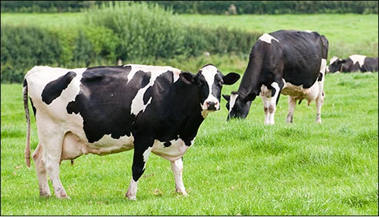 0616mk-dairy-cows