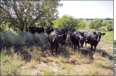 cattle in shade