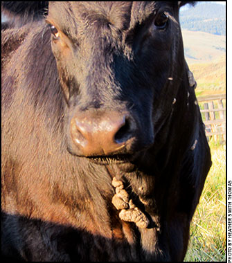 papillomatosis treatment in cattle