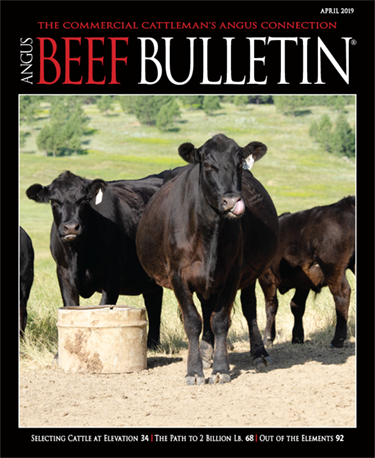 Angus Beef Bulletin