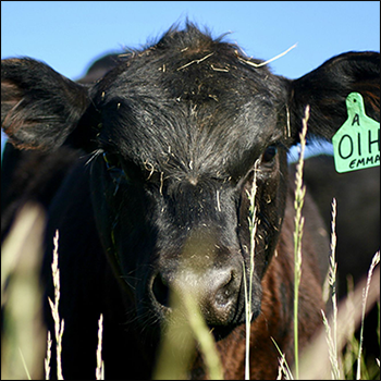2021 Cattle outlook