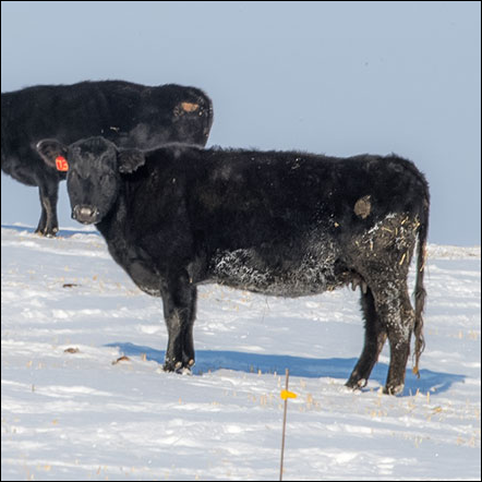 The third stage of calving