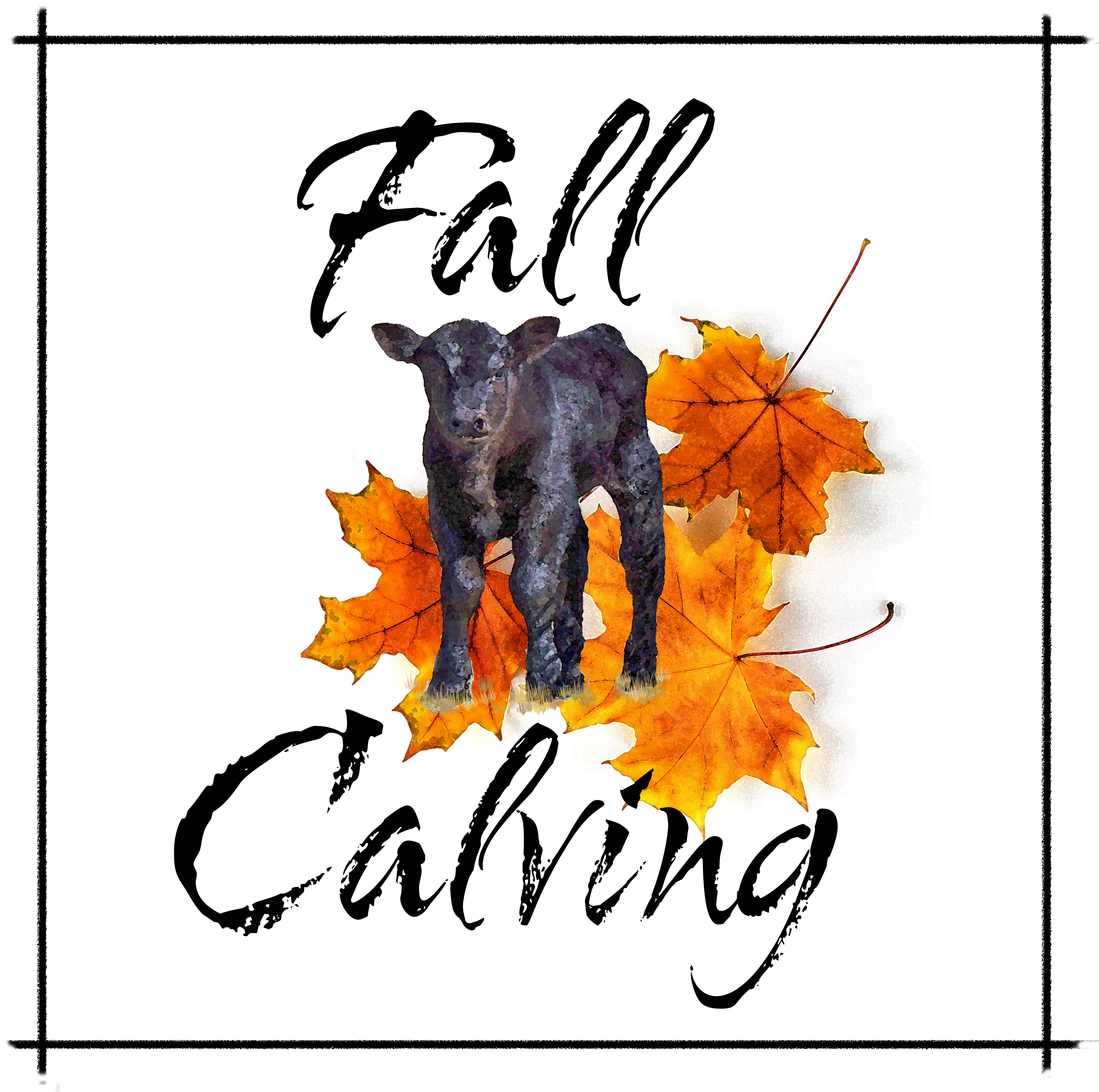 Fall Calving
