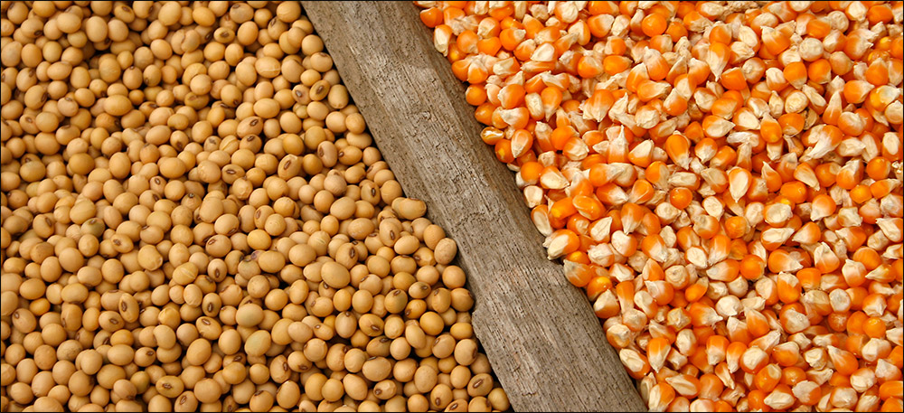 Corn & soybean outlook