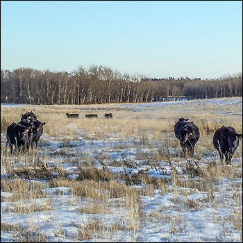 Winter Weaning Considerations
