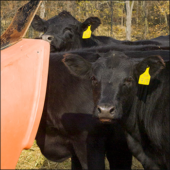 Phosphorus for cattle