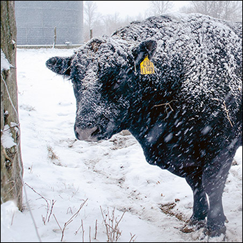 Frosty bull