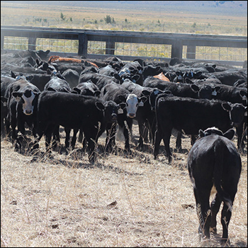 Benefits of Early-weaning Calves
