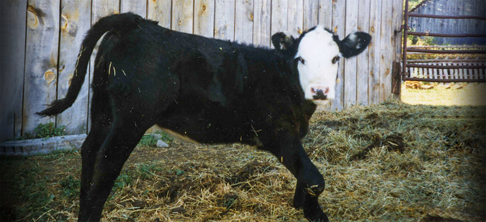 calve with Lupine