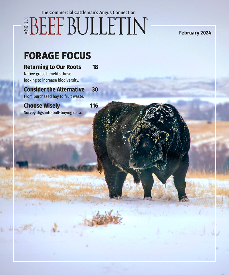 2024 February Angus Beef Bulletin