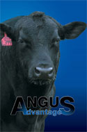 Angus Advantages